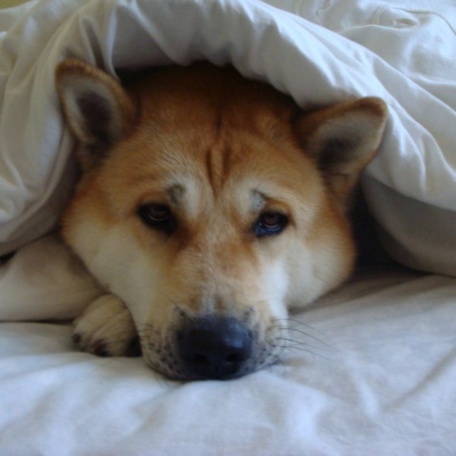 Niedlicher japanischer akita Hund unter Bettdecken Karte (Von Creator hochgeladen)