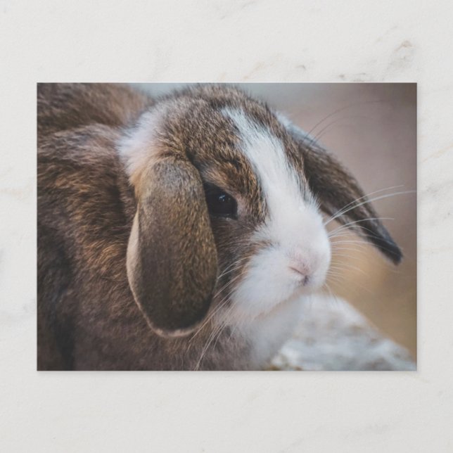 Niedlicher Kaninchen Ostern Postkarte (Vorderseite)