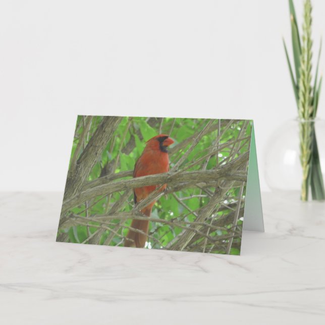 Niedlicher Kardinal im Foto Blank Karte (Vorderseite)