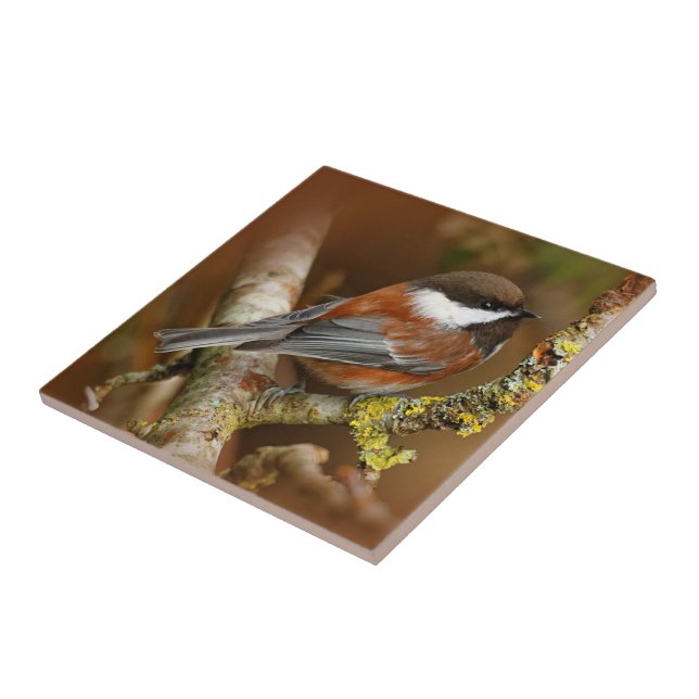 Niedlicher Kastaniengegarter Chickadee auf dem Bir Fliese (Seite)