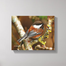 Niedlicher Kastaniengegarter Chickadee auf dem Bir Leinwanddruck