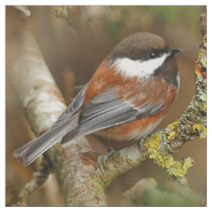 Niedlicher Kastaniengegarter Chickadee auf dem Bir Stoff