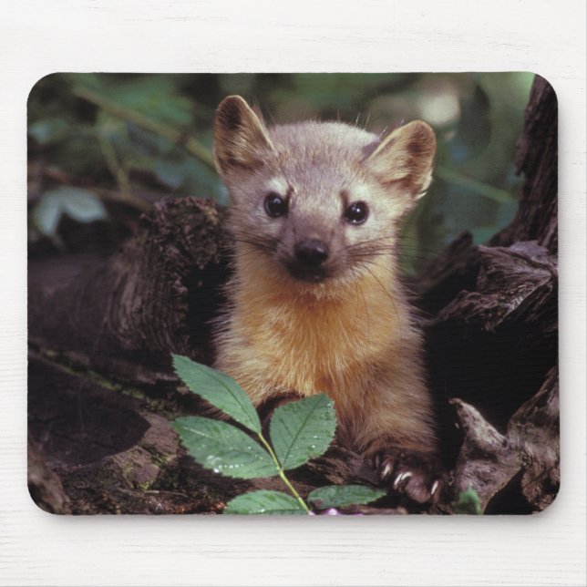 Niedlicher Kiefern-Marder Mousepad (Vorne)