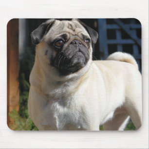 Niedlicher Kitz-Mops Mousepad
