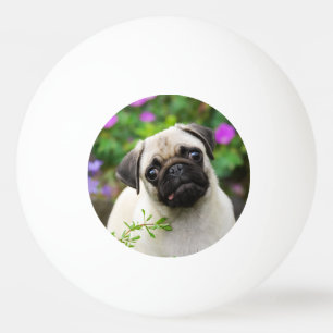 Niedlicher Kitz-Mopswelpe Tischtennisball