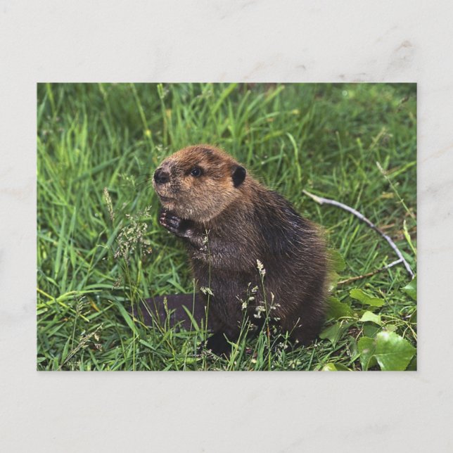 Niedlicher kleiner Biber Postkarte (Vorderseite)