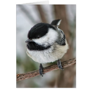 Niedlicher kleiner Chickadee