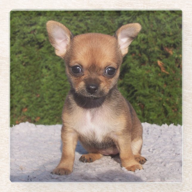 Niedlicher kleiner Chihuahua-Welpenhund Glasuntersetzer (Vorderseite)
