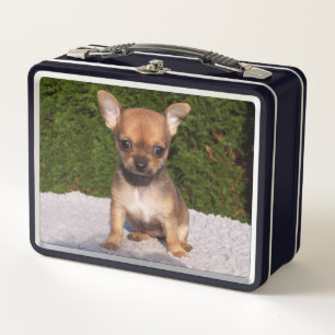 Niedlicher kleiner Chihuahua-Welpenhund Metall Brotdose