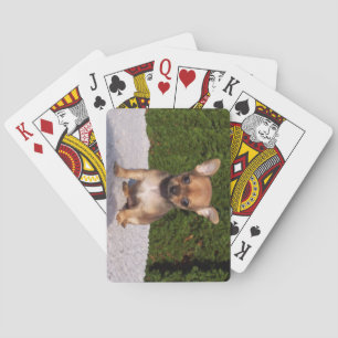 Niedlicher kleiner Chihuahua-Welpenhund Spielkarten