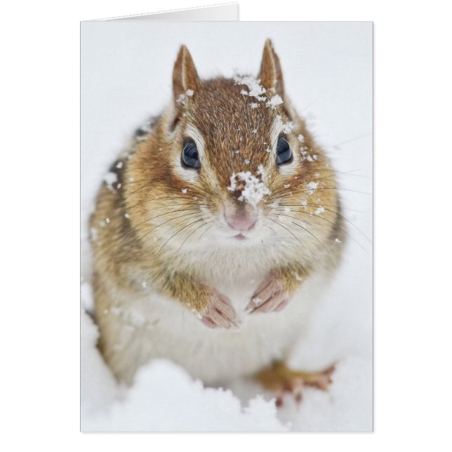 Niedlicher kleiner Chipmunk im Schnee (Vorne)