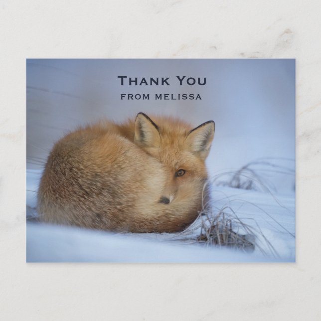 Niedlicher kleiner Fuchs hat das Foto im Winter au Postkarte (Vorderseite)