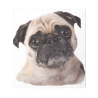niedlicher kleiner Mops