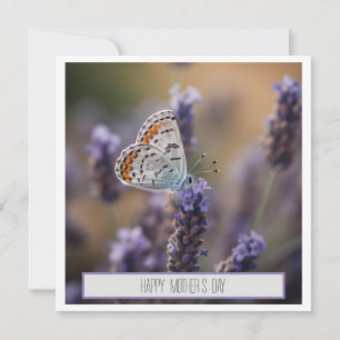 Niedlicher kleiner Schmetterling auf Lavendel, anp