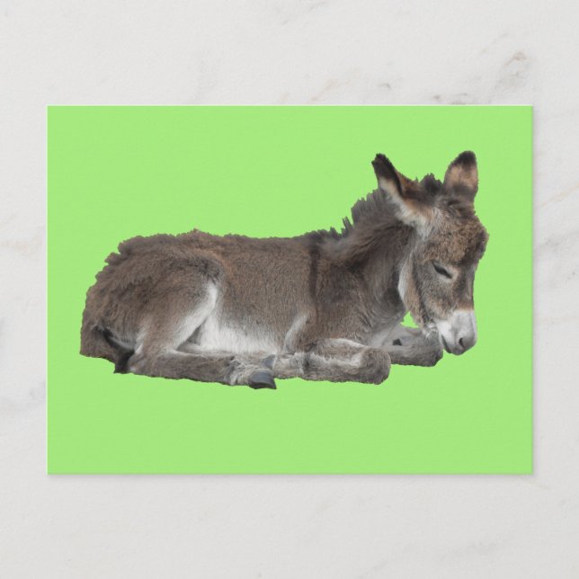 Niedlicher kleiner Schokolade Donkey Foal Dosierun Postkarte (Vorderseite)