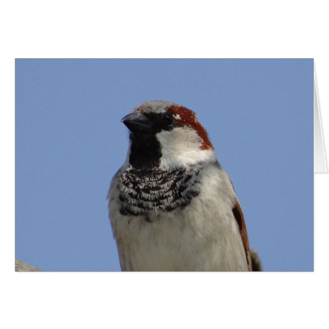 Niedlicher kleiner Vogel (Vorderseite (Horizontal))