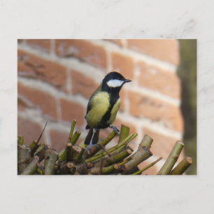 Niedlicher kleiner Vogel auf der Top DIY Postkarte