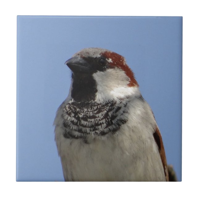 Niedlicher kleiner Vogel Fliese (Vorderseite)