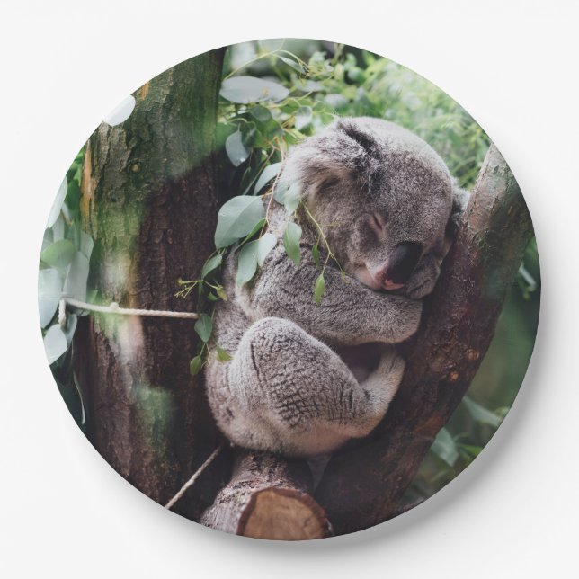 Niedlicher Koala-Bär, der in einem Baum sich Pappteller (Vorderseite)