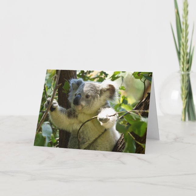 Niedlicher Koala Bär Destination Nature Aussi Outb Karte (Vorderseite)