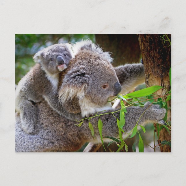 Niedlicher Koala Bär Destination Nature Aussi Outb Postkarte (Vorderseite)