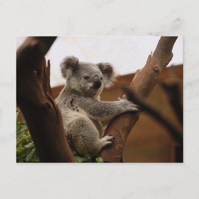 Niedlicher Koala-Bär in einem Baum Postkarte (Vorderseite)
