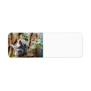 Niedlicher Koala-Bär mit Baby