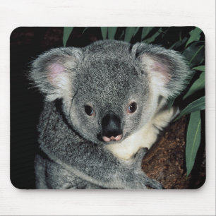 Niedlicher Koala-Bär Mousepad