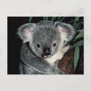 Niedlicher Koala-Bär Postkarte