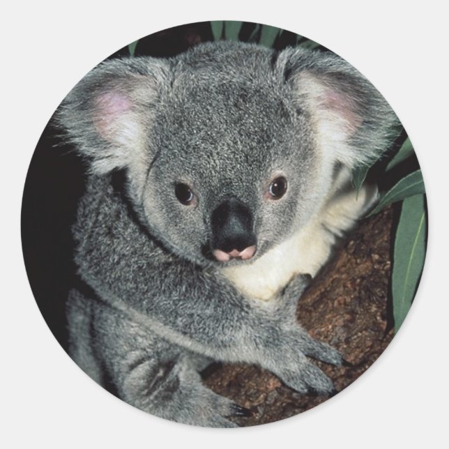 Niedlicher Koala-Bär Runder Aufkleber (Vorderseite)