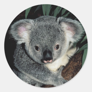 Niedlicher Koala-Bär Runder Aufkleber