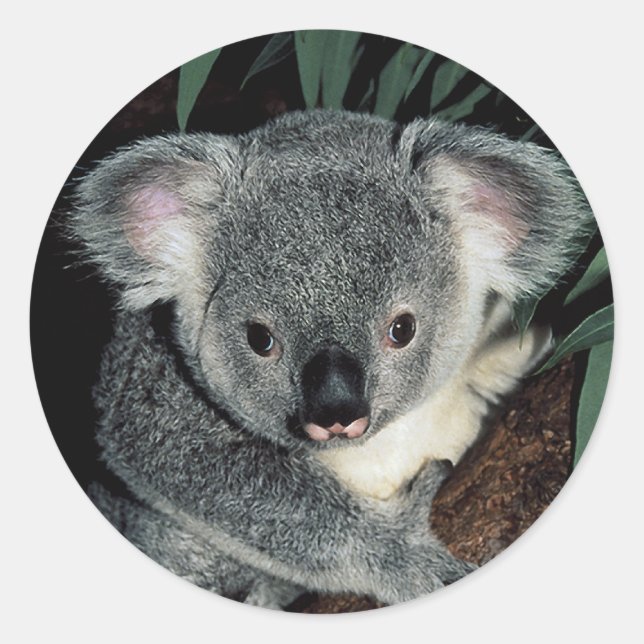 Niedlicher Koala-Bär Runder Aufkleber (Vorderseite)