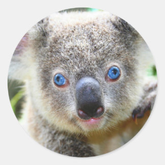 Niedlicher Koala-Bär Runder Aufkleber
