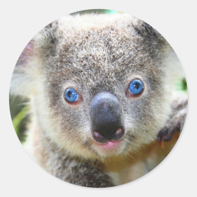 Niedlicher Koala-Bär Runder Aufkleber (Vorderseite)