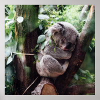 Niedlicher Koala-Bär zum Entspannen in einem Baum