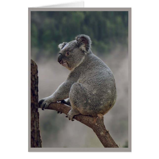 Niedlicher Koala-Bärenspass zum Geburtstag (Vorne)