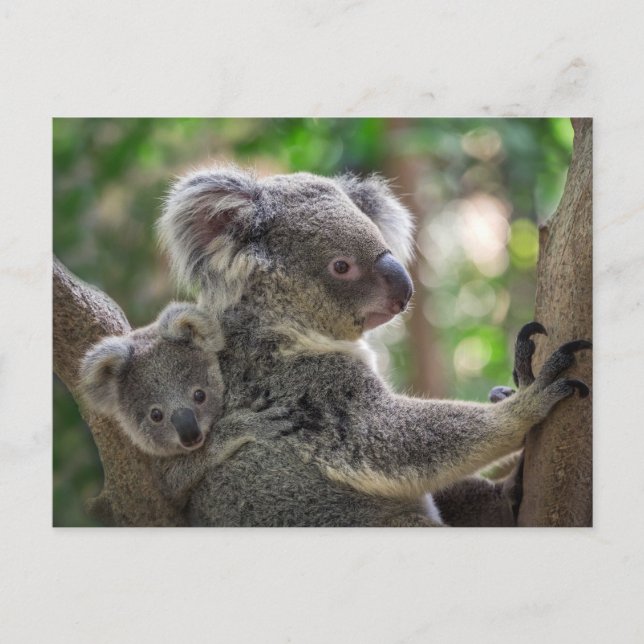 Niedlicher Koala Bear & Cub Australisches Tier Postkarte (Vorderseite)