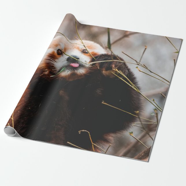 NIEDLICHER KOALA BEAR GESCHENKPAPIER (Ungerollt)
