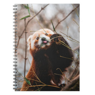 NIEDLICHER KOALA BEAR NOTIZBLOCK