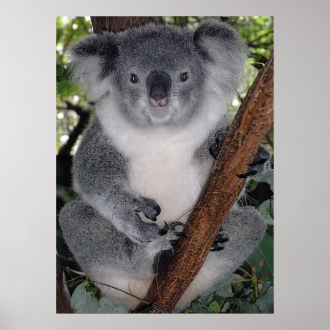 NIEDLICHER KOALA BEAR POSTER (Vorne)