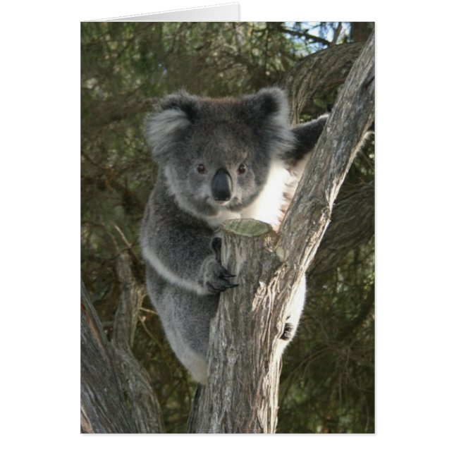 Niedlicher Koala, der einen Baum klettert (Vorne)