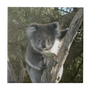 Niedlicher Koala, der einen Baum klettert Fliese