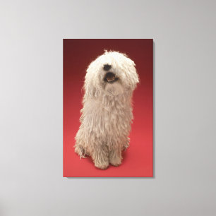 Niedlicher Komondor Hund Leinwanddruck