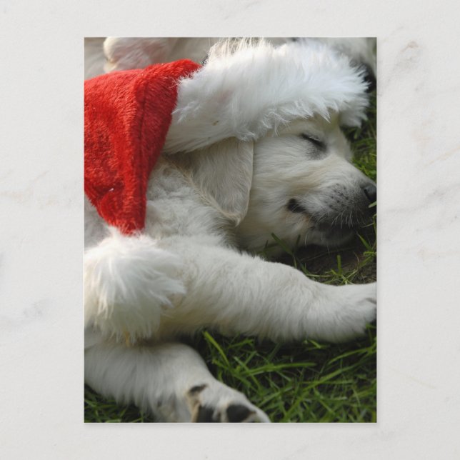 Niedlicher Labrador Welpe mit Weihnachtsmütze Postkarte (Vorderseite)