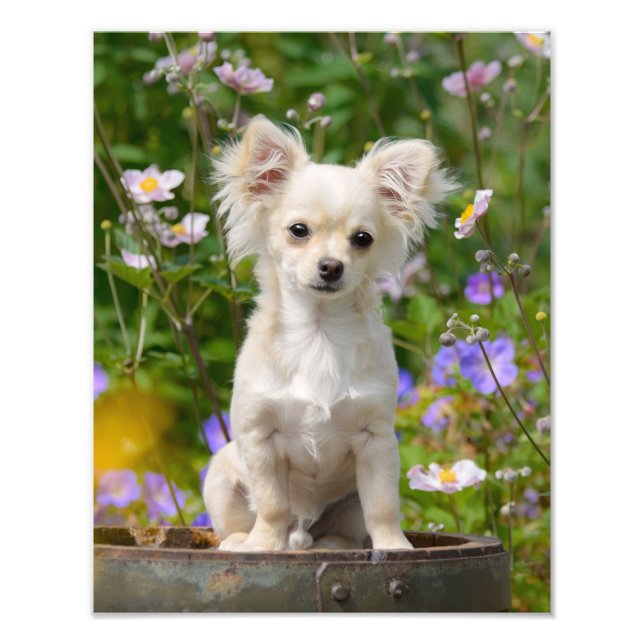Niedlicher, langhaariger Chihuahua-Hund-Welpe - Pa Fotodruck (Vorne)