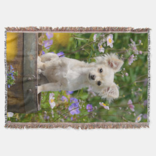 Niedlicher, langhaariger Chihuahua Hund Welpe - we Decke