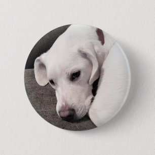 Niedlicher Lazy White Labrador Retriever Mix Dog B Button