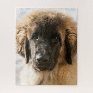 Niedlicher Leonberger Welpe