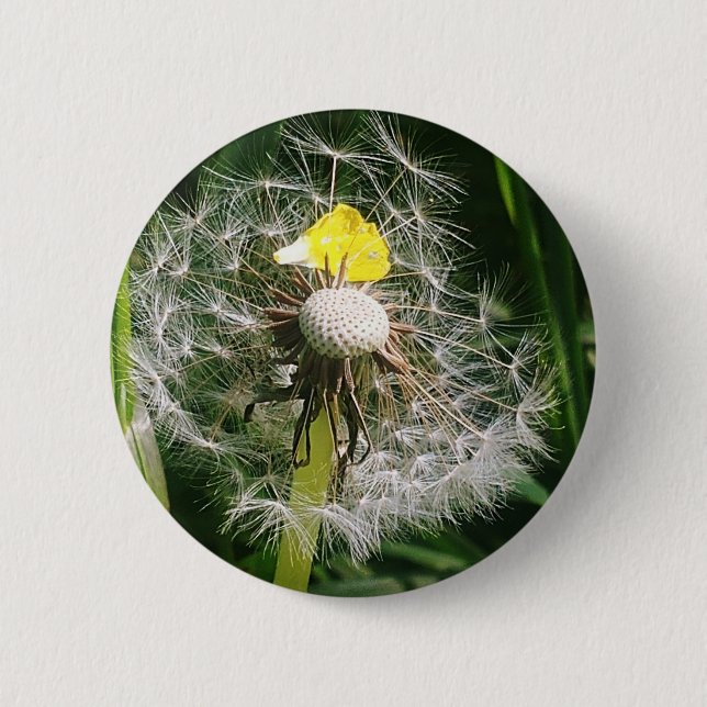 Niedlicher Löwenzahn Button (Vorderseite)
