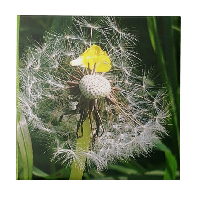Niedlicher Löwenzahn Fliese (Vorderseite)